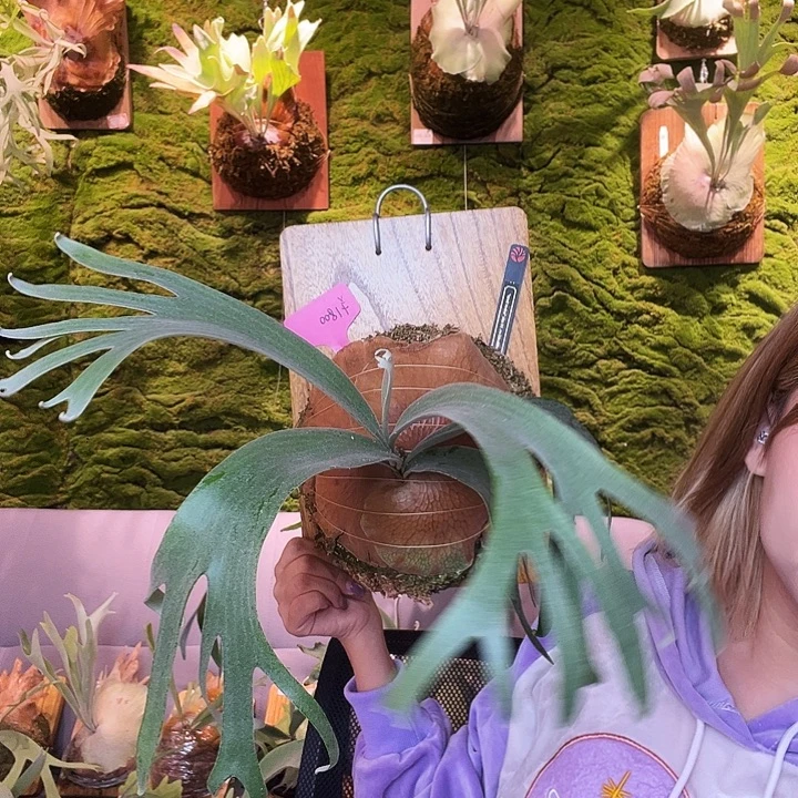 不开花植物nook 黑牌 10mix 侧 无原牌