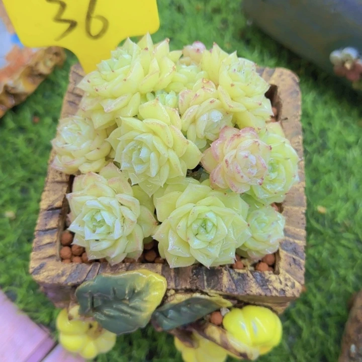 墨*36多肉植物一物一拍