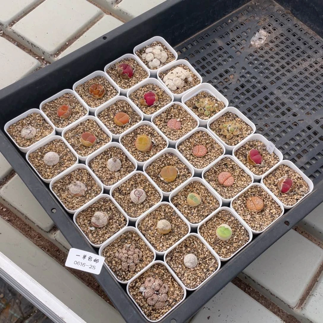 蓝**：0616-25-打包30颗。。。。。。