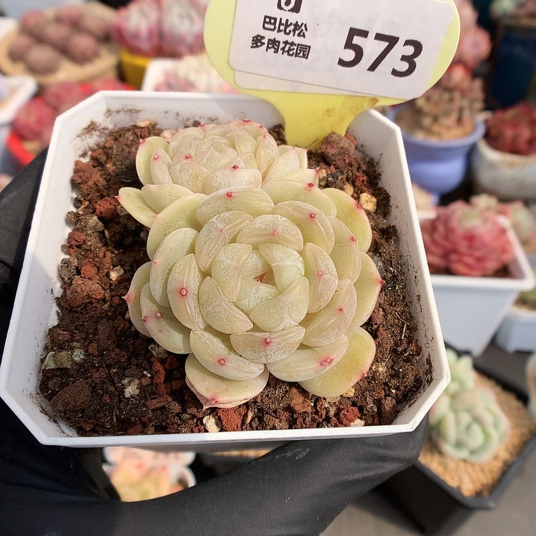 573 白色恋人多肉