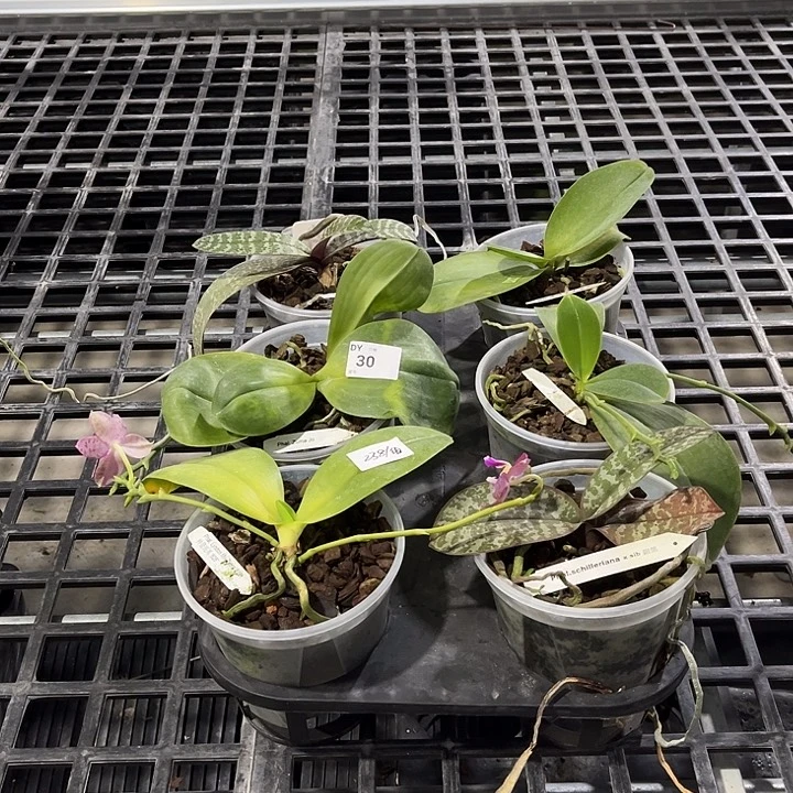 当前无花栽培后可以开花30 叶黄烂根裸根发货任何理由都不售后