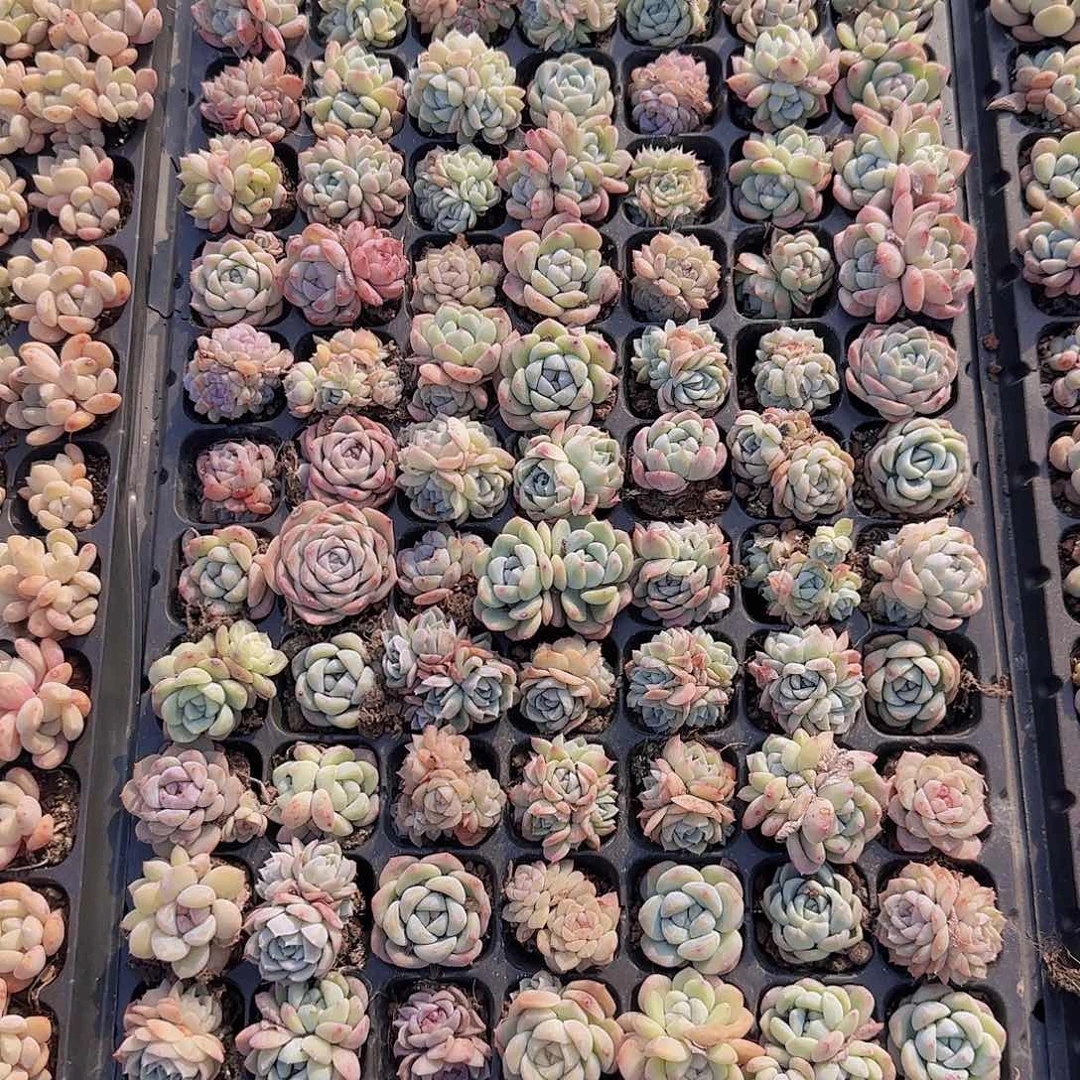 直播一物一拍多肉50