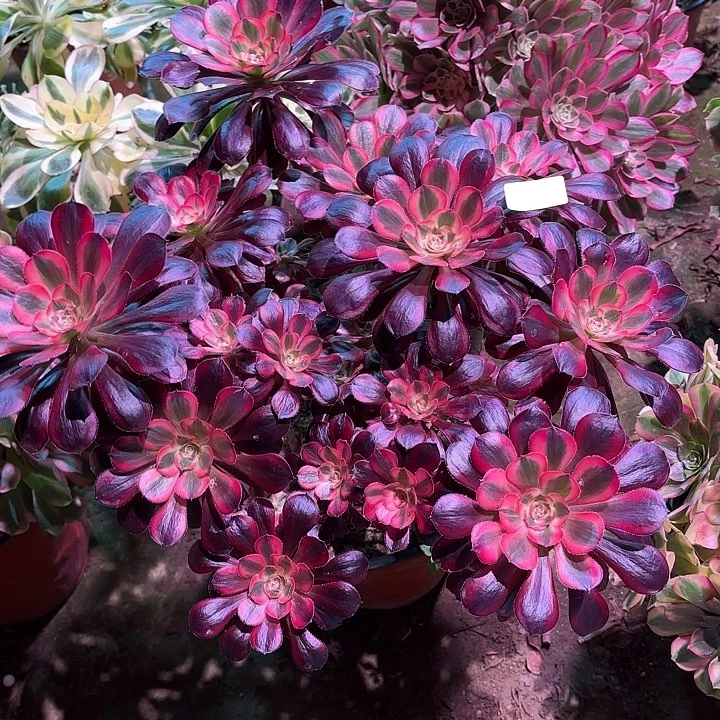 多肉植物丽娜00153