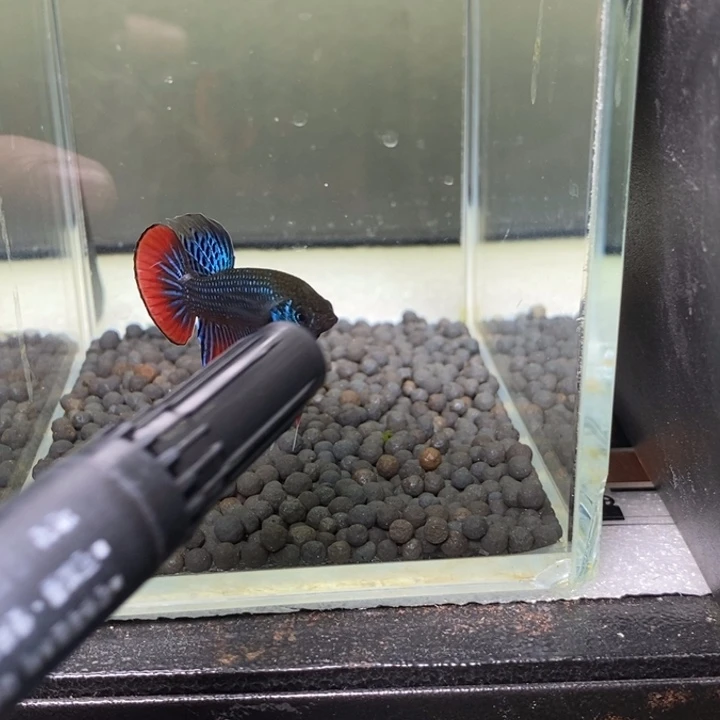 斗鱼泰国斗鱼442号