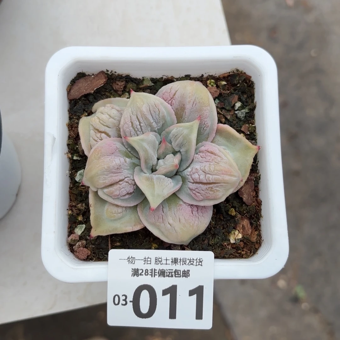 留财饺子皮多肉多肉多肉