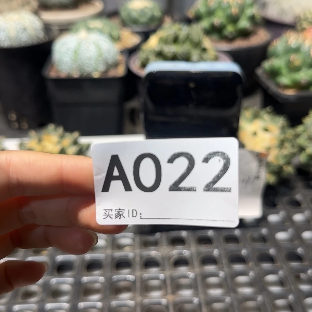 T***3实生仙人球特价一颗