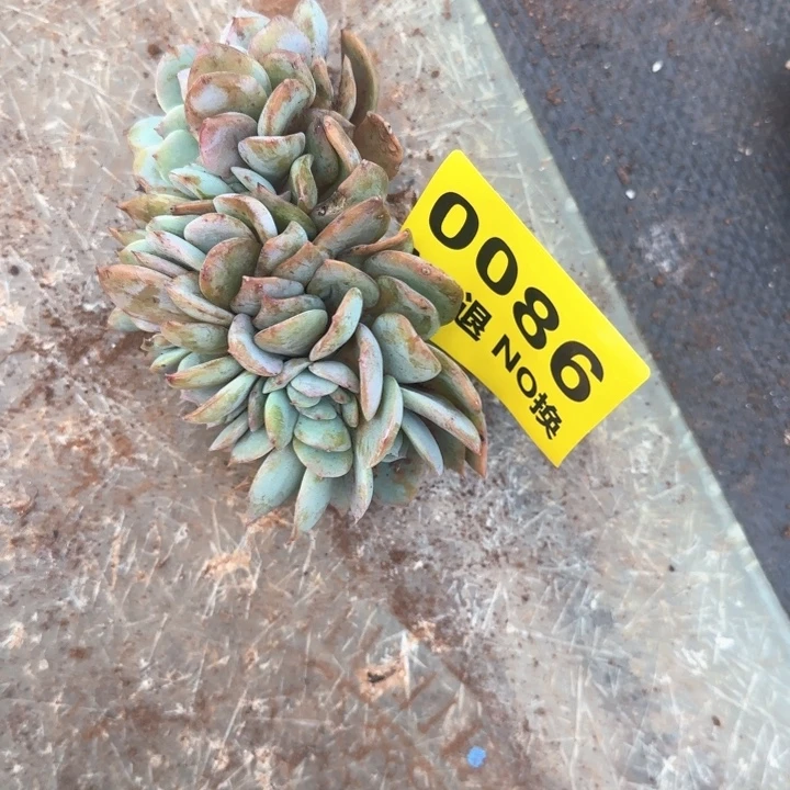 086号粗腿血凤缀化