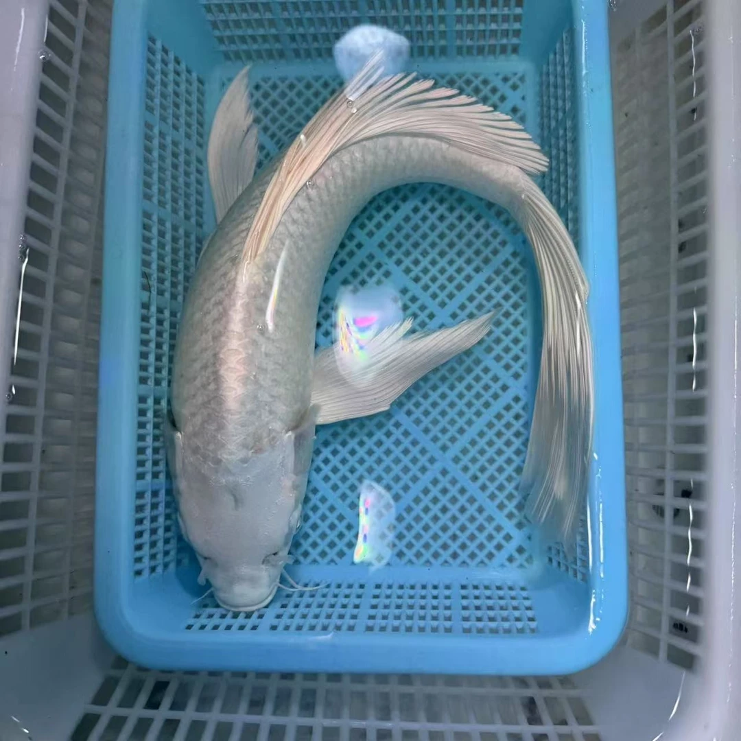 【一条装】25-30公分白蝴蝶台湾锦鲤大鳍大尾锦鲤活体包邮