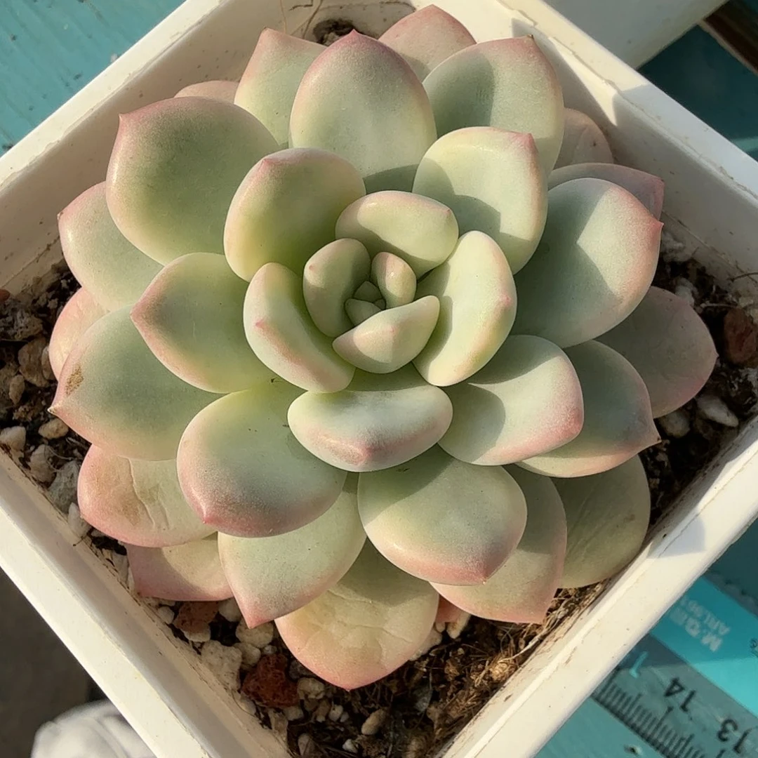 老香水锦，多肉植物