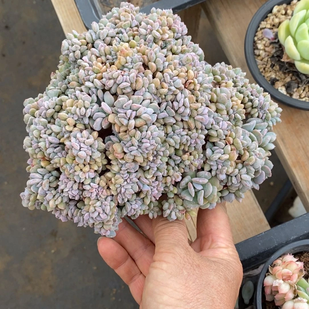 精品多肉一物一拍不包整180