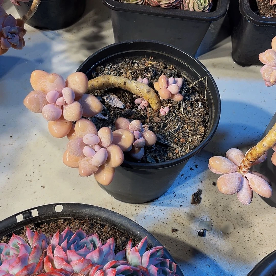 桃美人多肉 15.8一颗