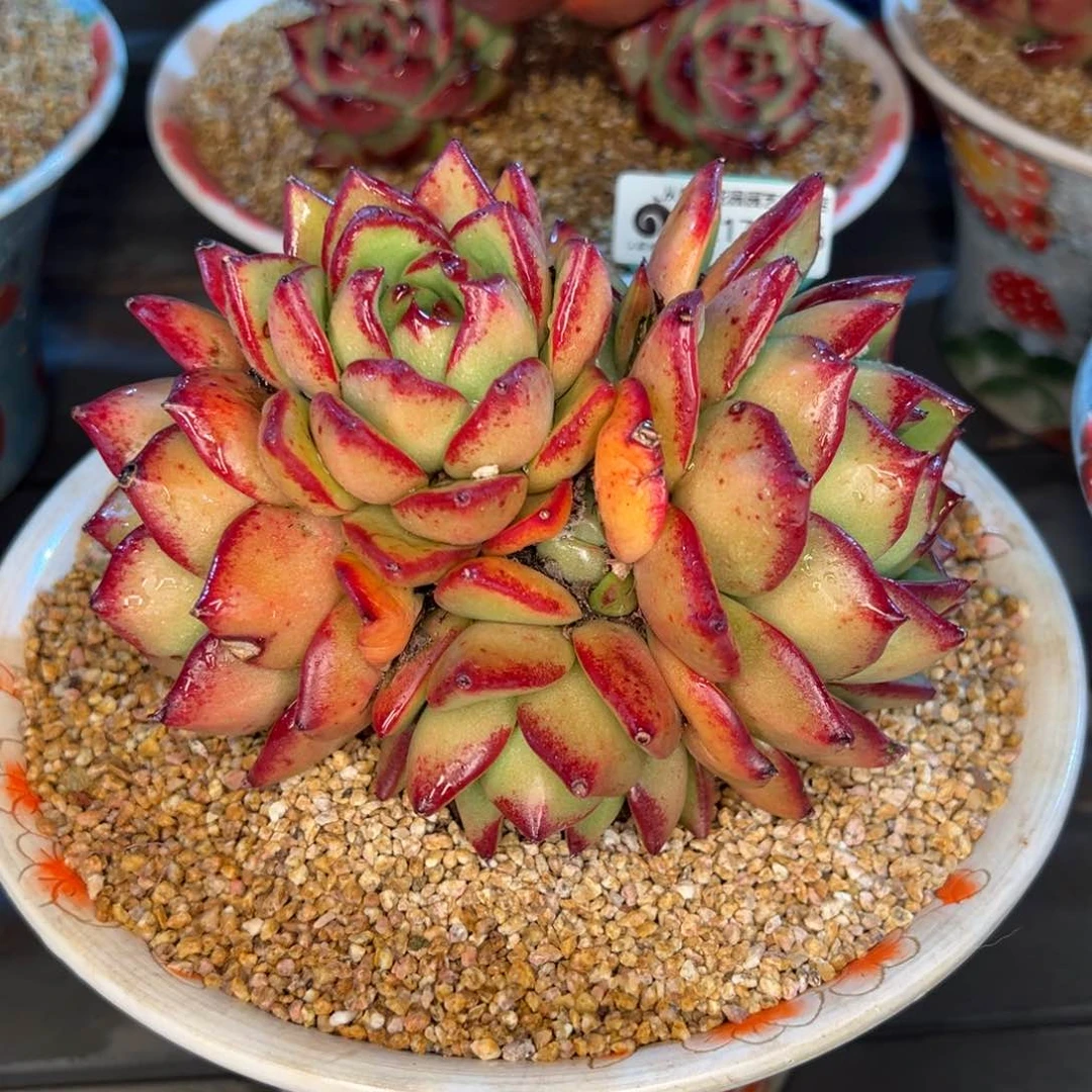 从前慢多肉精选编号0217.326