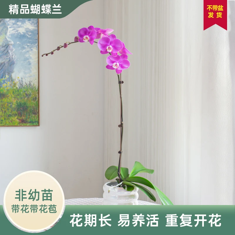 甄选蝴蝶兰【素心】室内 超大花 带花带花苞 开业花卉好养花期长