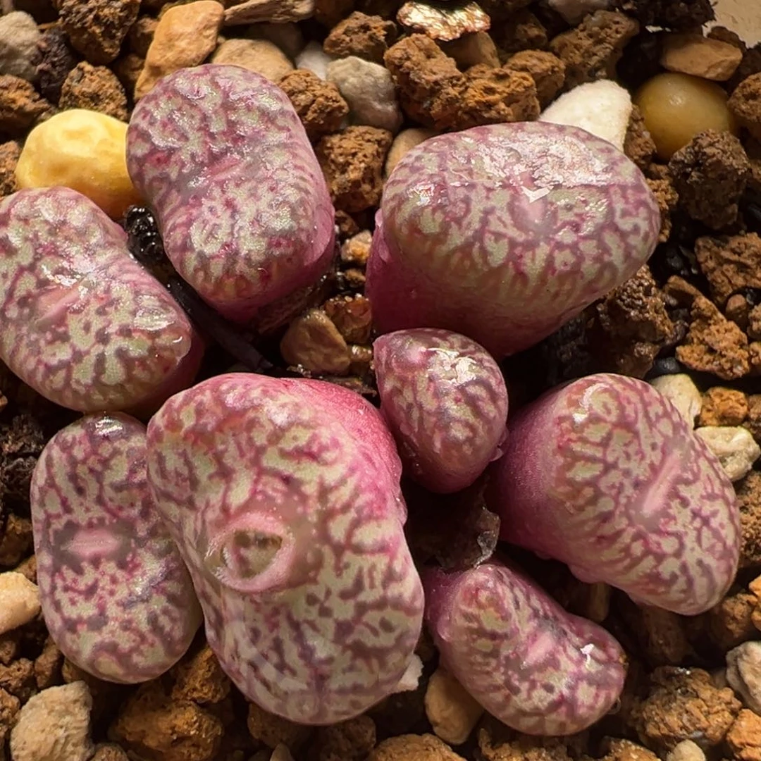 紫体密纹墨群带盆多肉