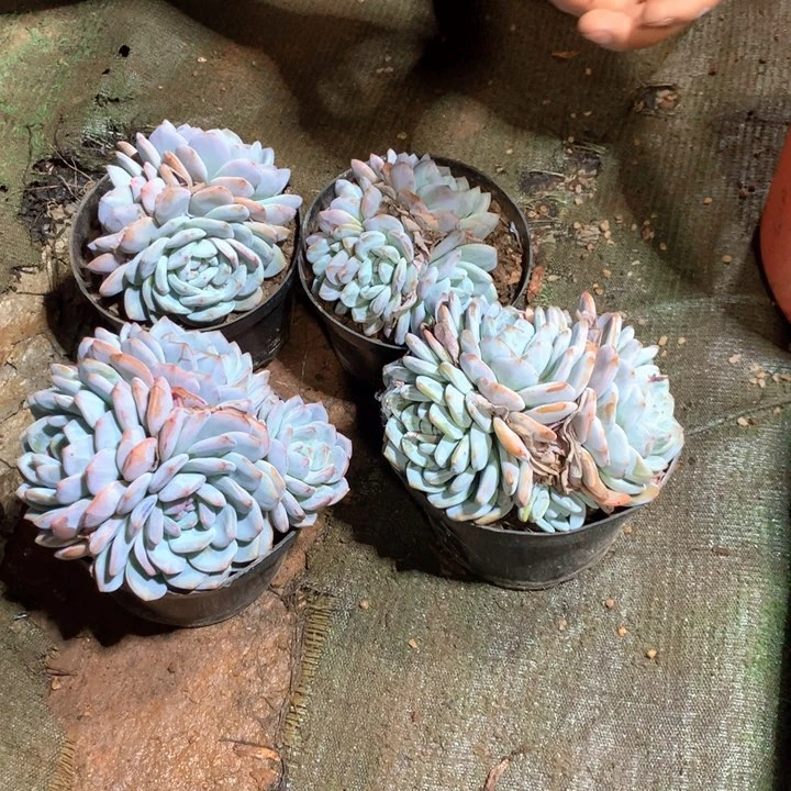 180盆三头星影橙梦露9.9一颗 两单包邮