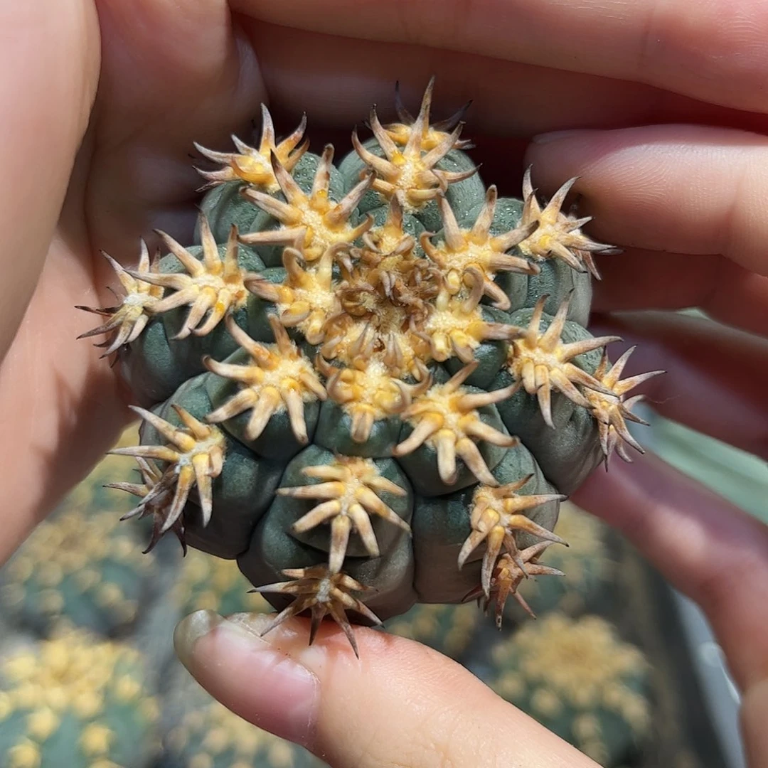 5.5cm超优秀刺座猫爪天平