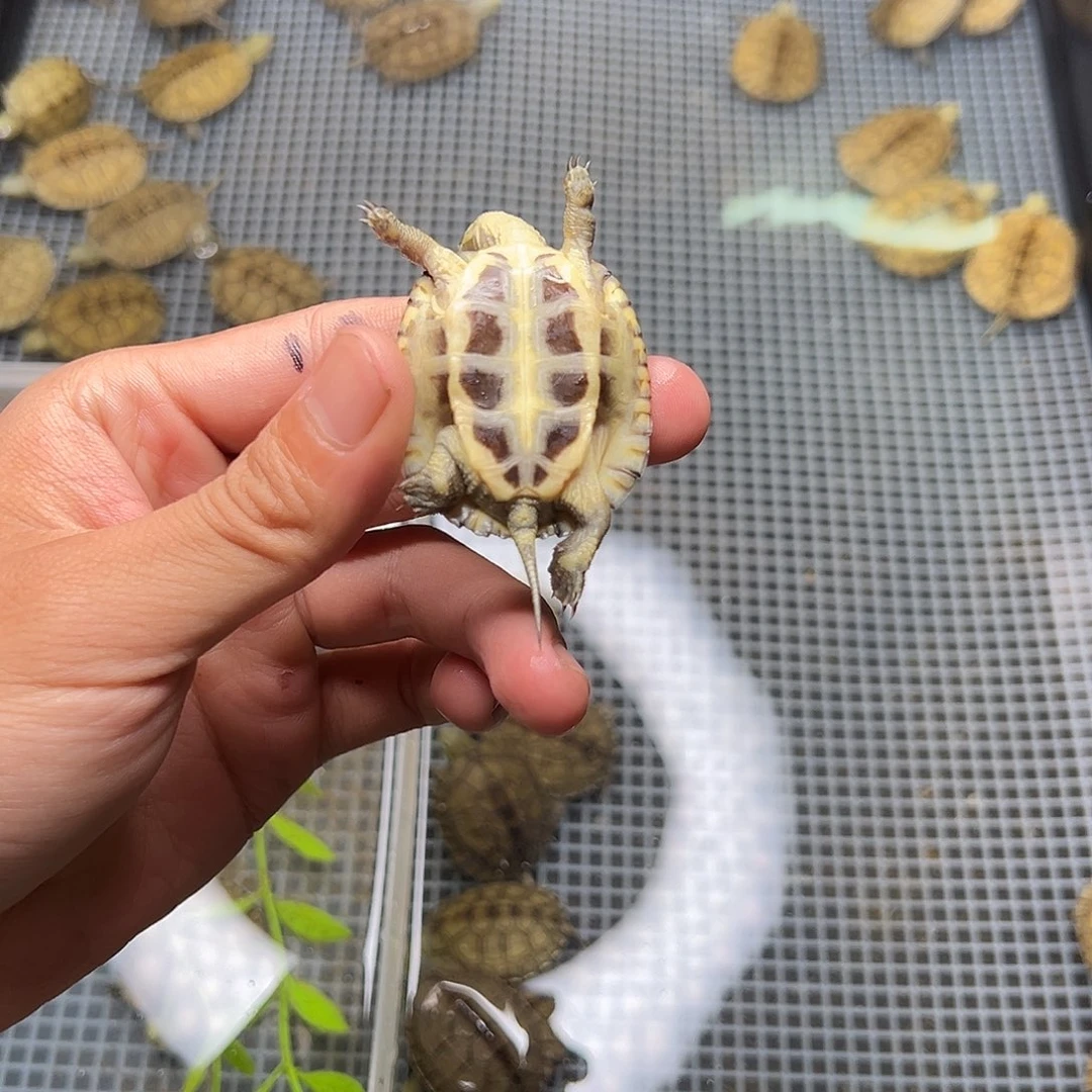母绿毛龟忍2号 30
