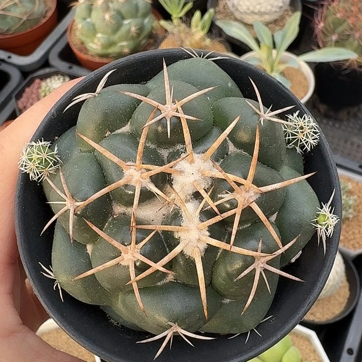 大油象牙仙人球123453