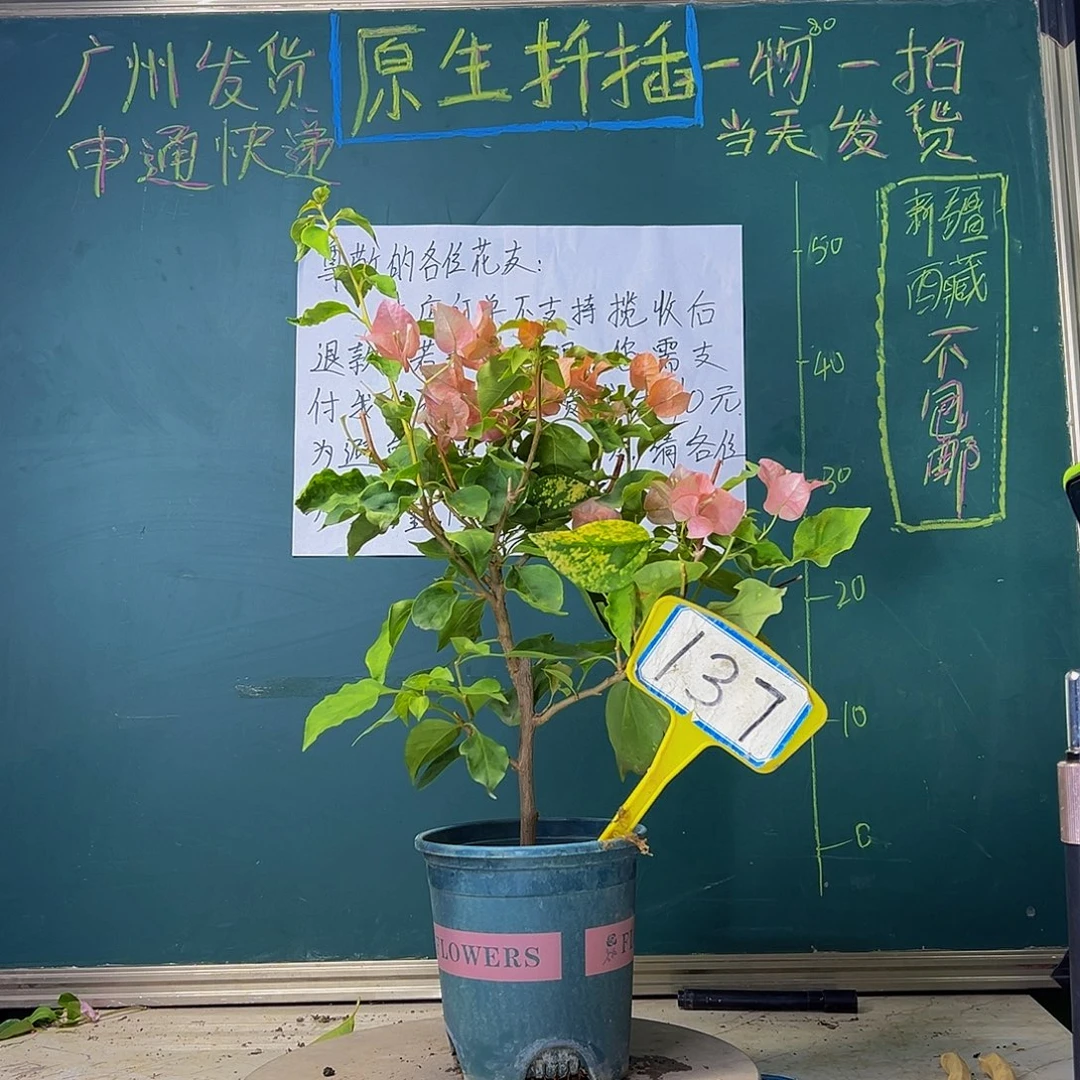 当前无花栽培后可以开花橙九月 137