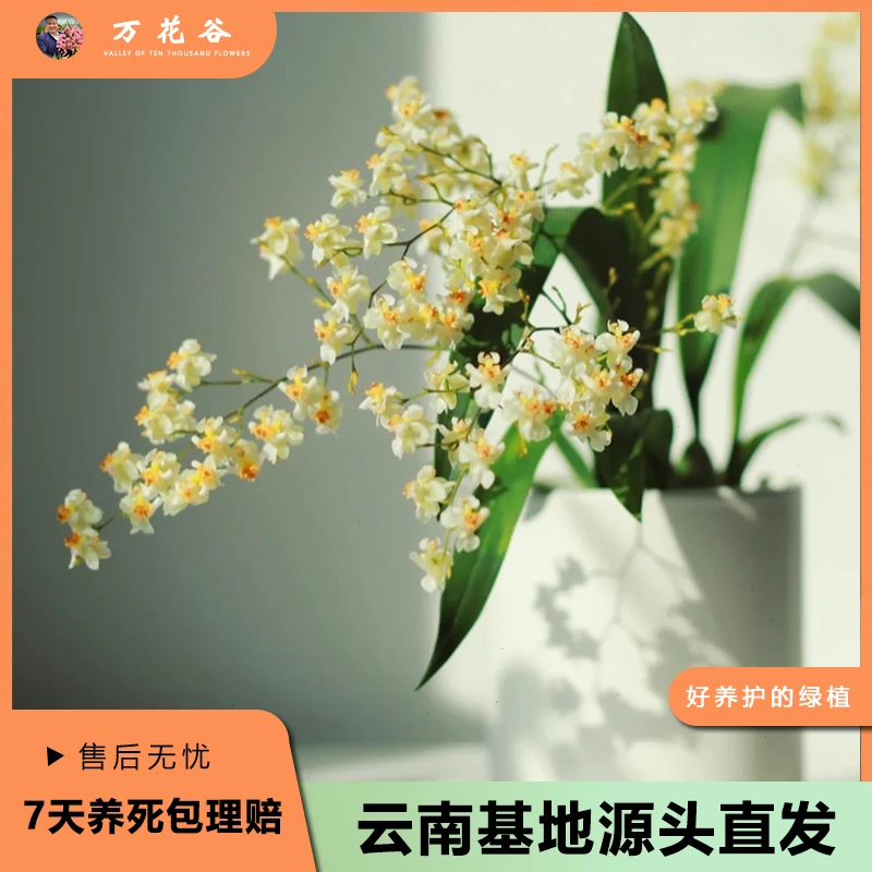 罗曼香 一物一拍 梦香兰盆栽兰花客厅阳台新手好养开花美花期长