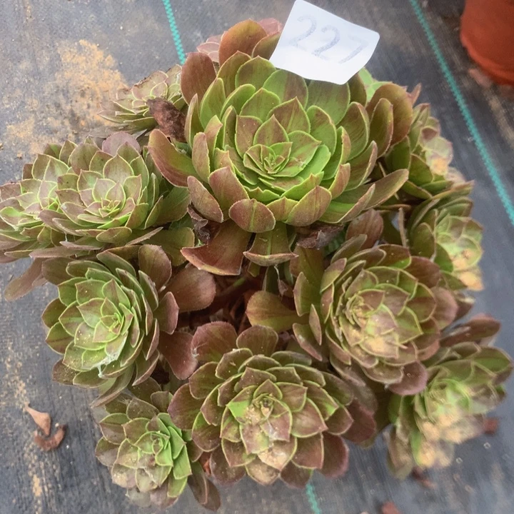 227花月夜多肉植物