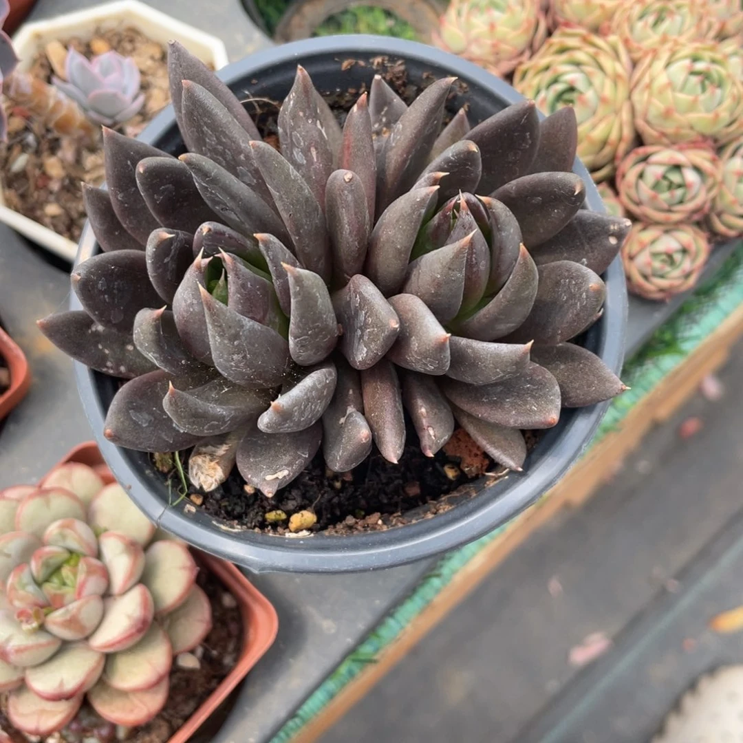 黑骑士冠幅10 公分一物一拍