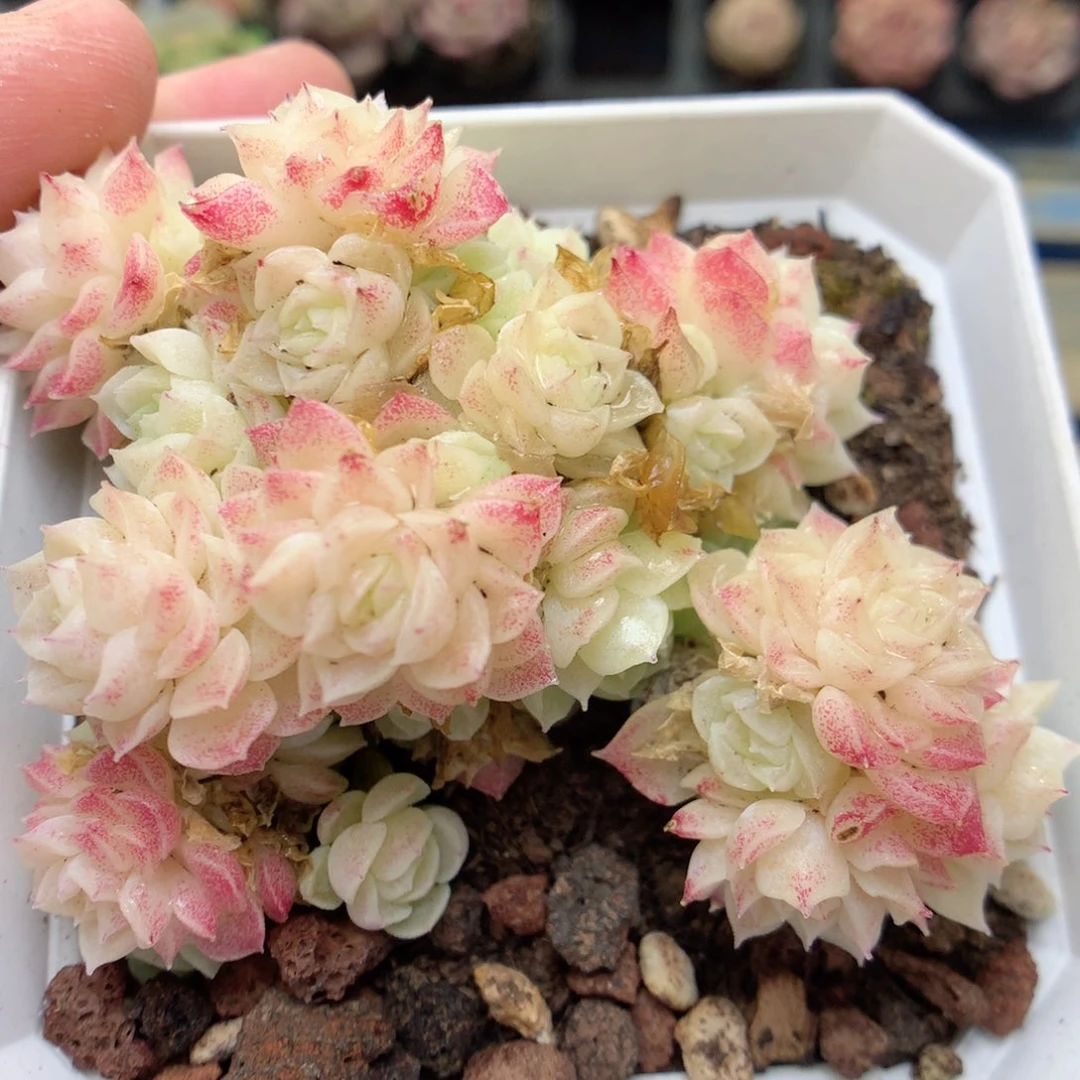 G70两颗定繁编号A120 f