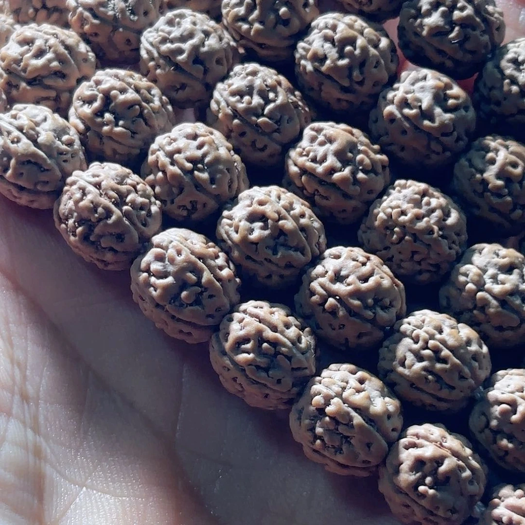 纪***变印度尼西亚小金刚葛地方利纯血一代龙长串