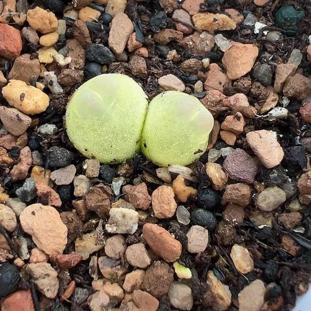 多肉肉锥 双头紫皮拉登 1.6cm