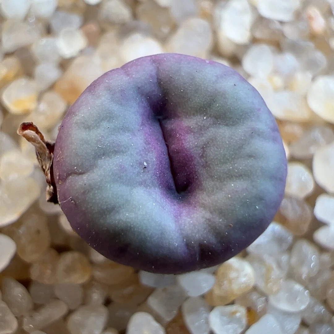 151号贝特芬嘴………………