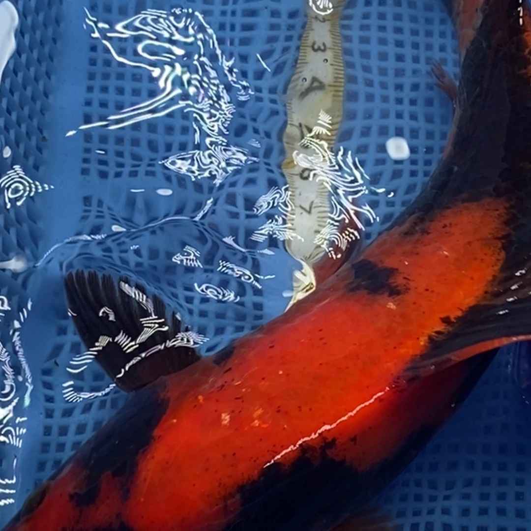 锦鲤冷水锦鲤包邮