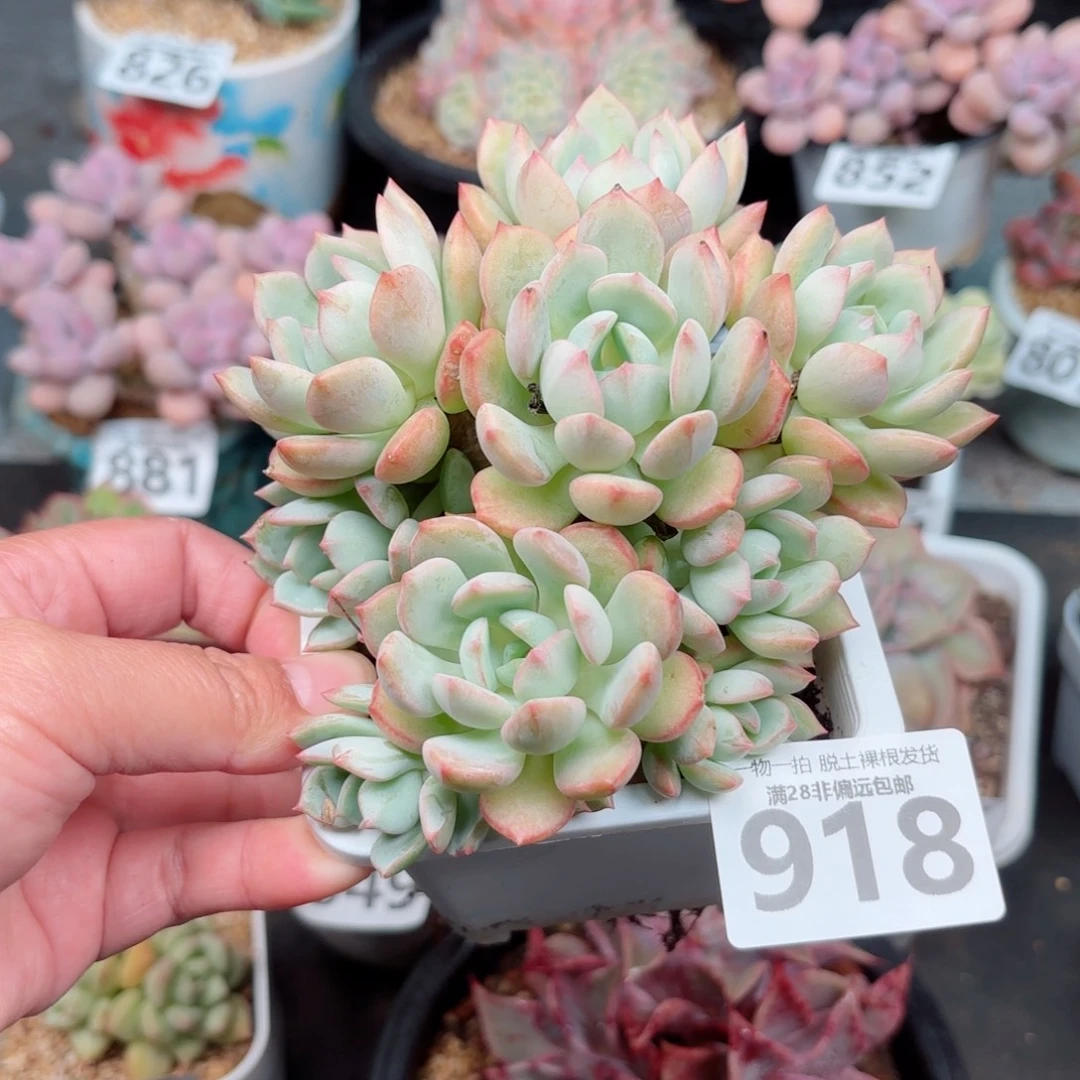 蜜桃格林无盆土发货