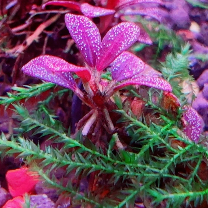 福利30号福利价植物一头