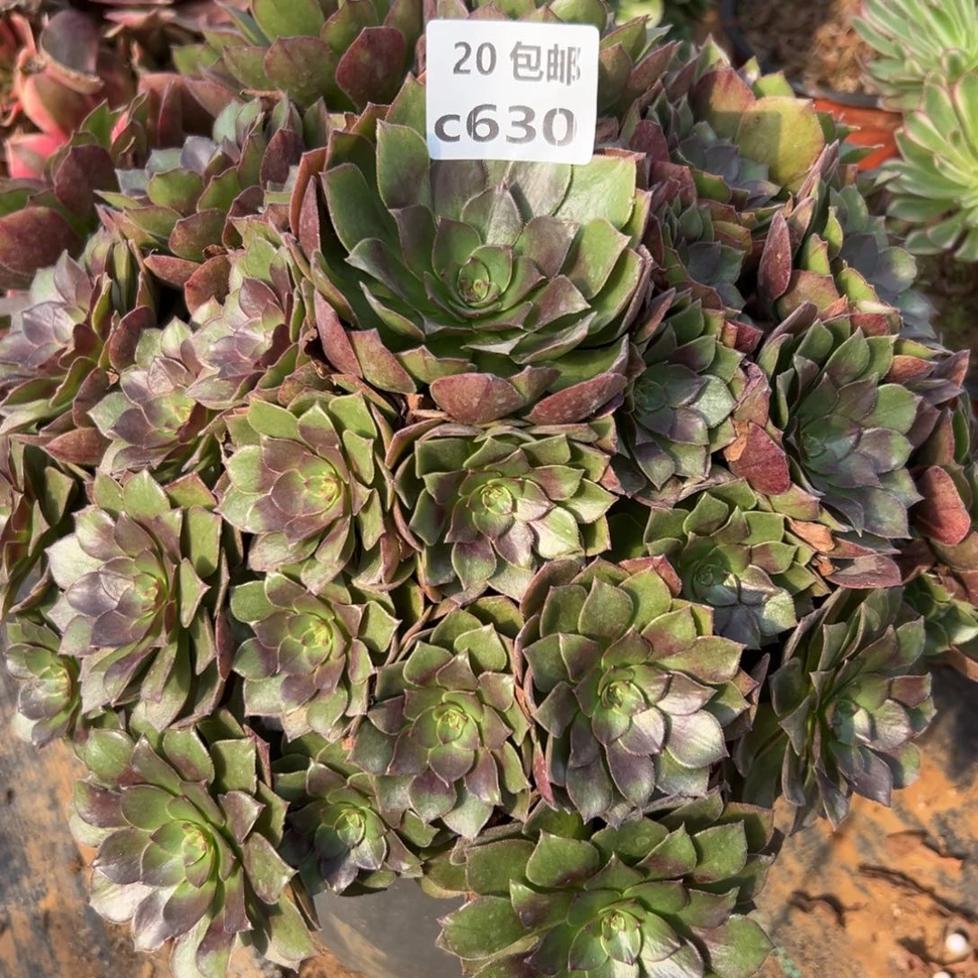 630桃花石，多肉法师