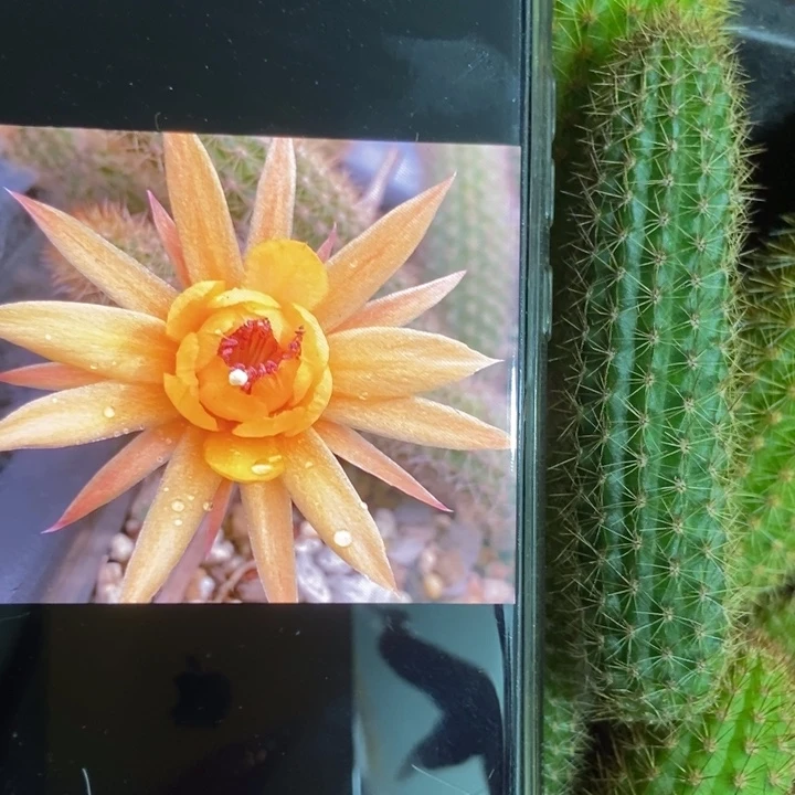 仙人球橙仙子侧芽一个