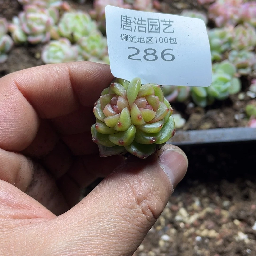 堇珍妮一物一拍286