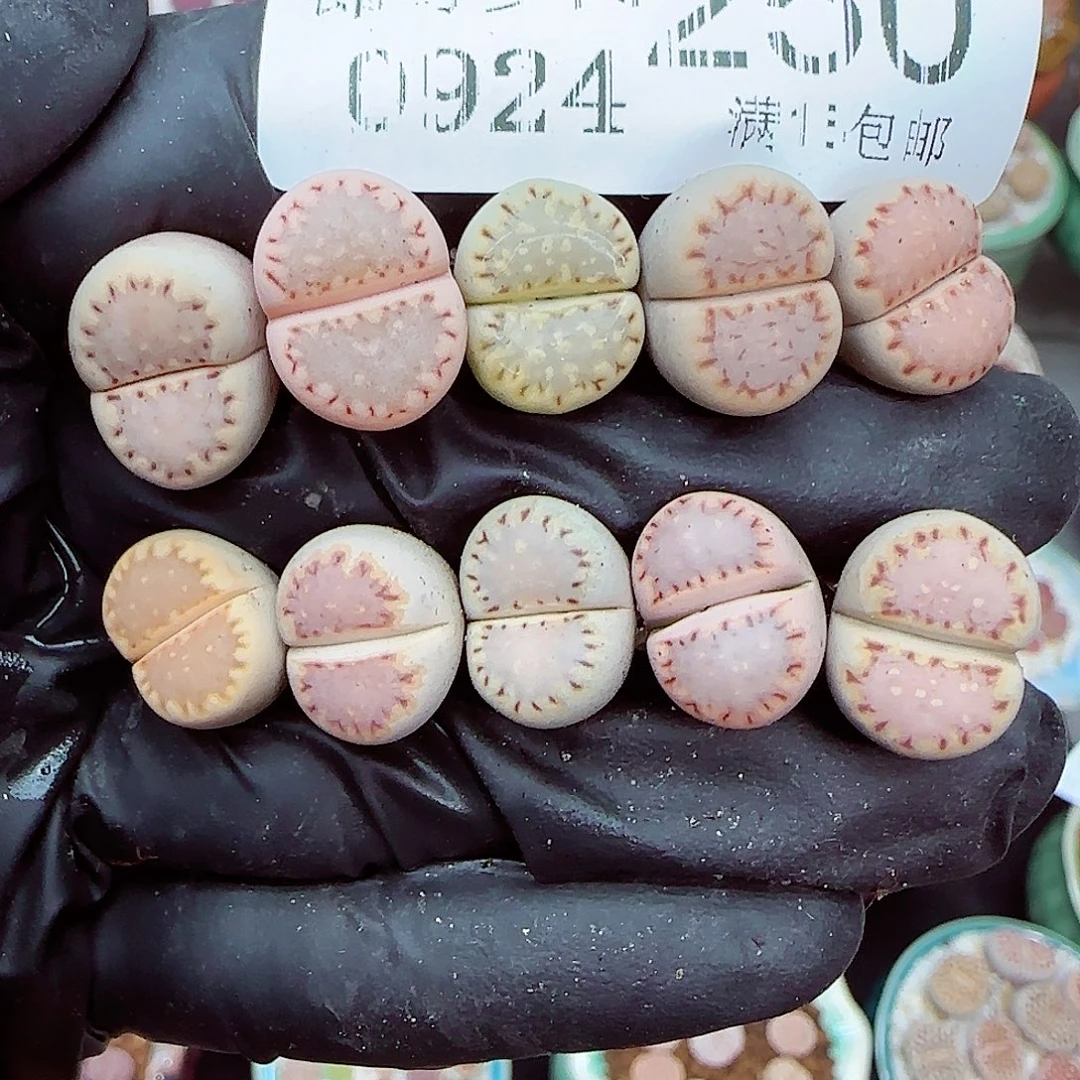 生石花满18包邮0924-250