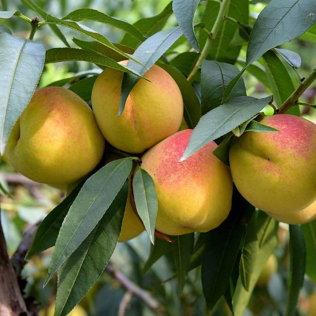 【莫公子专属】麻阳高山红心黄桃当天采摘新鲜水果香甜口感