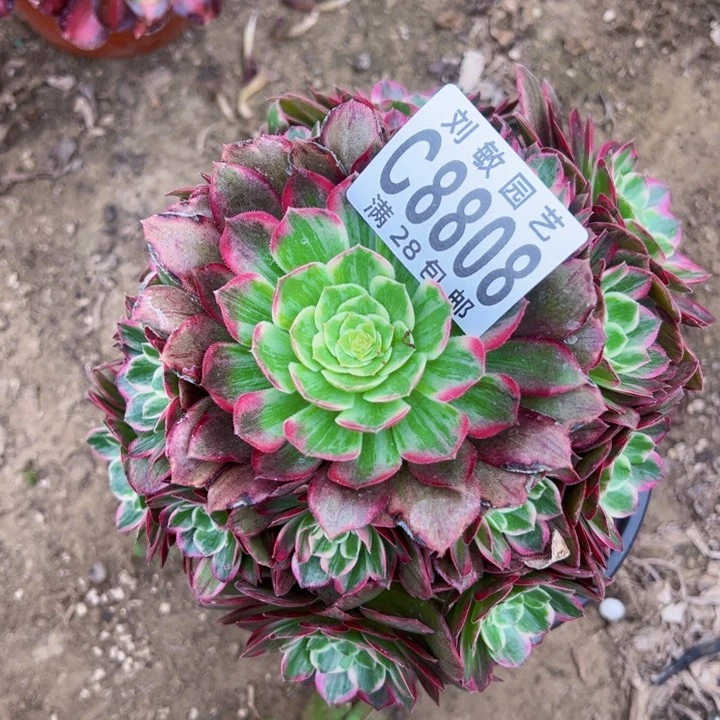 莲花多肉植物法师8808