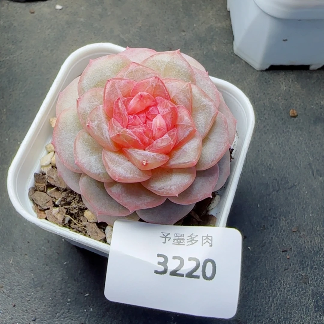 樱花，3220多肉植物