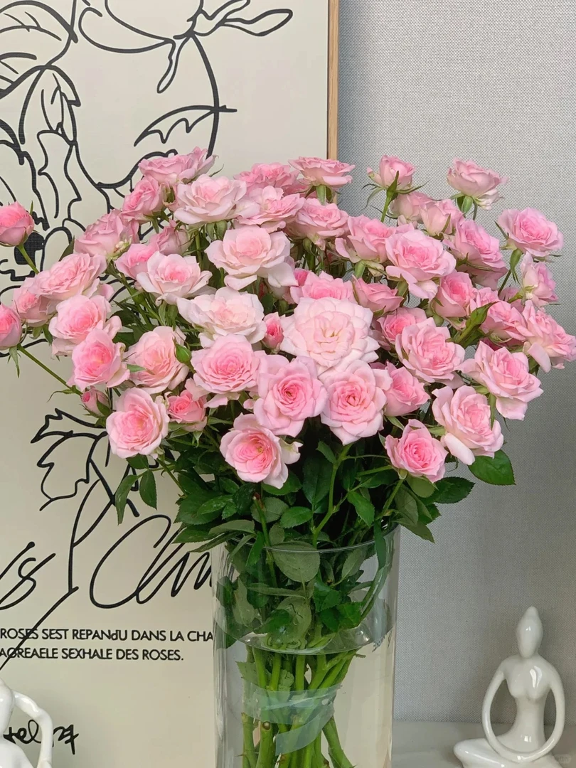 【17号活动专属】完美甜蜜纯粉色多头玫瑰 好开好养 仙气飘飘莲花形