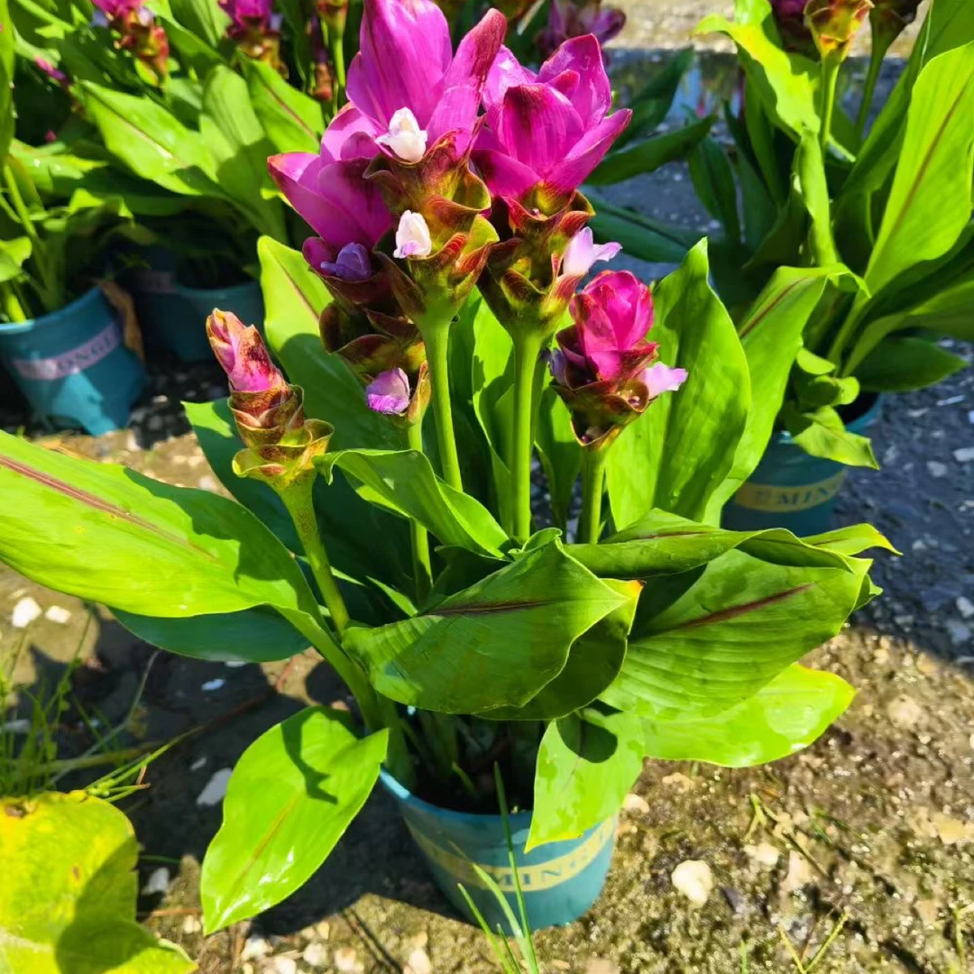 姜荷花盆栽多年生热带植物耐热带花苞适合庭院阳台