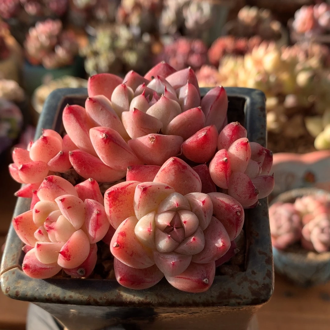 佳人一物一拍 021