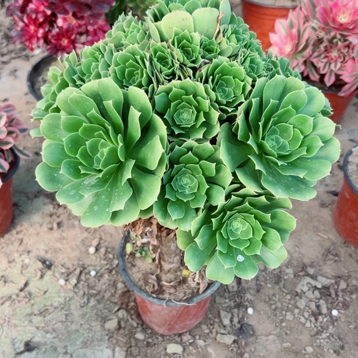 503绿羊绒多植物