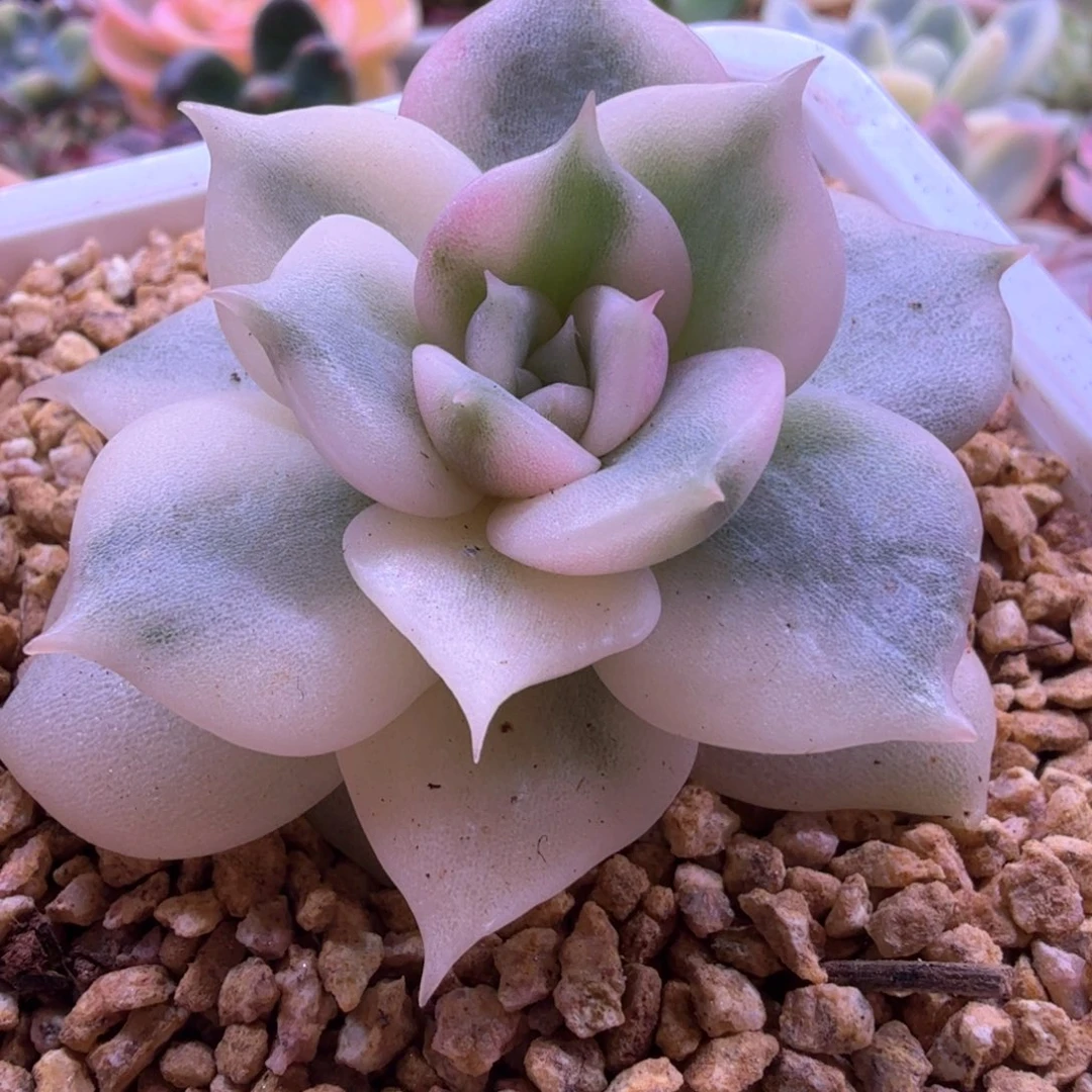 贝加尔湖锦 多肉植物
