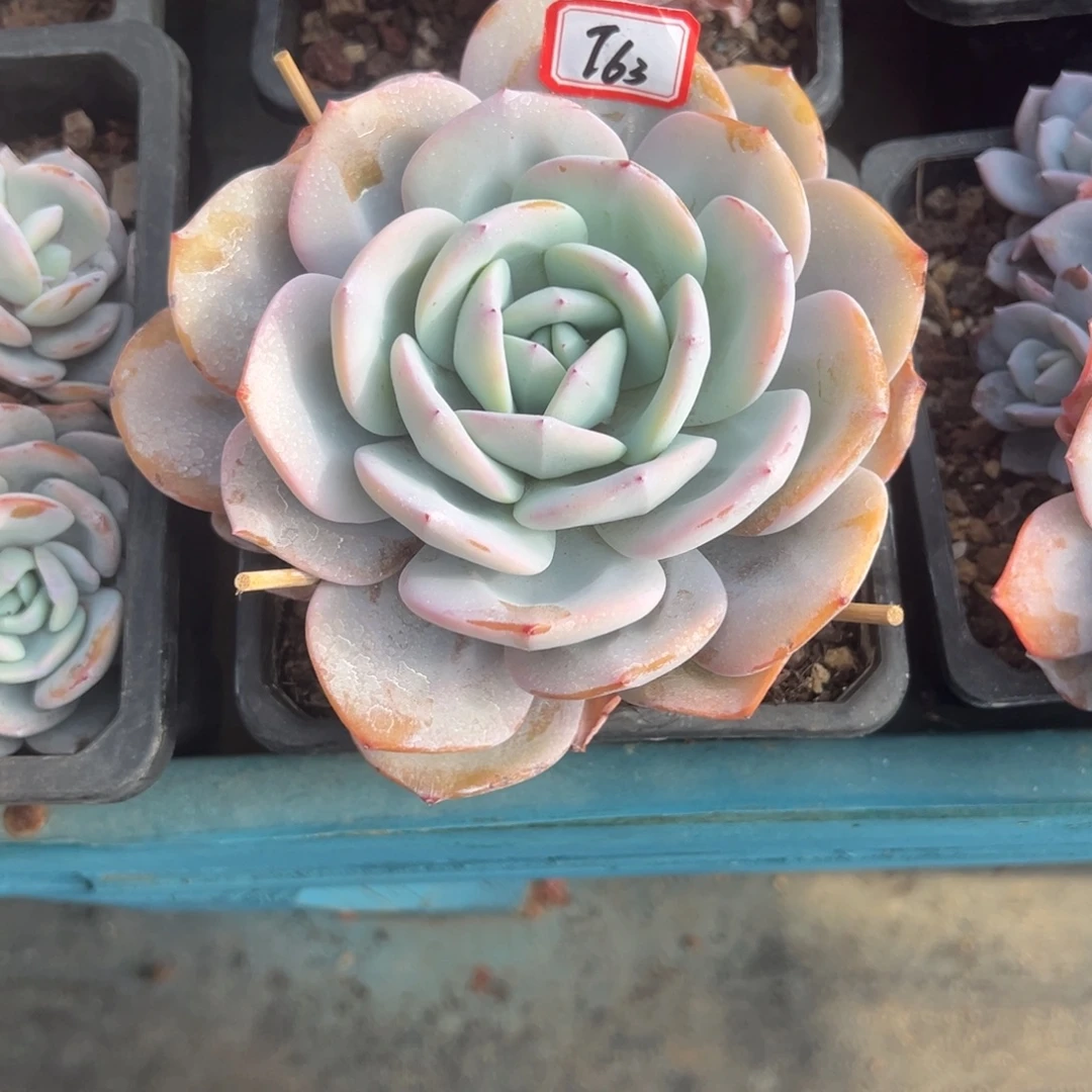 爱***妞精品多肉植物老桩