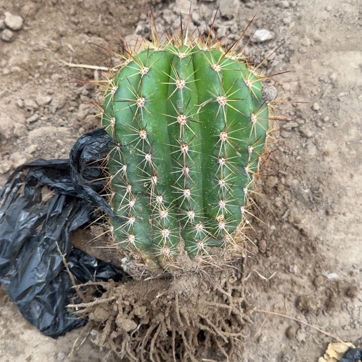 317新品毛花柱落地无木心斑