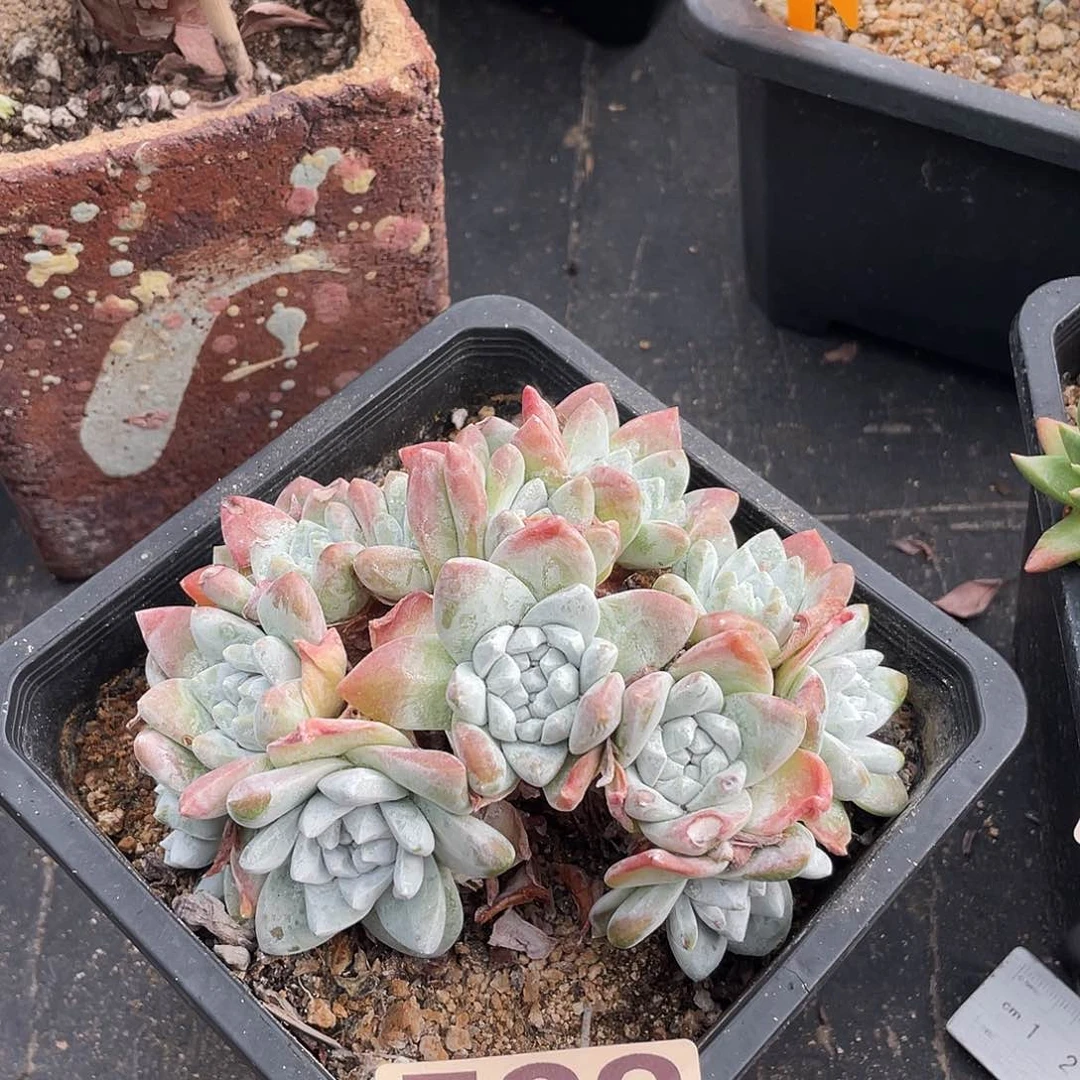 白拇仙女杯仙女杯