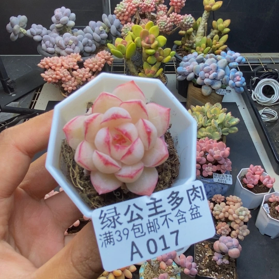 017麦秆女王多肉3c m