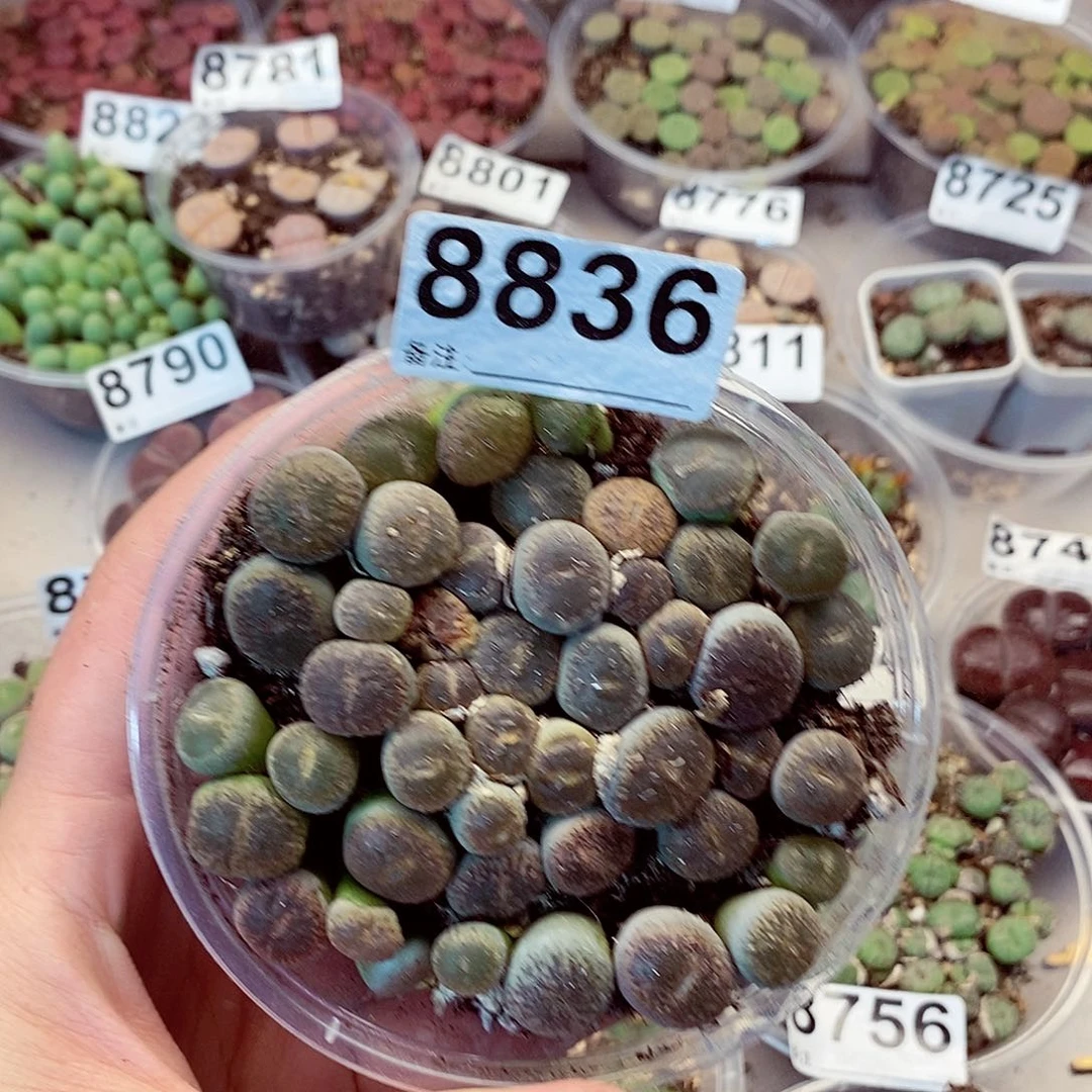 8836大窗紫薰龙卡咯